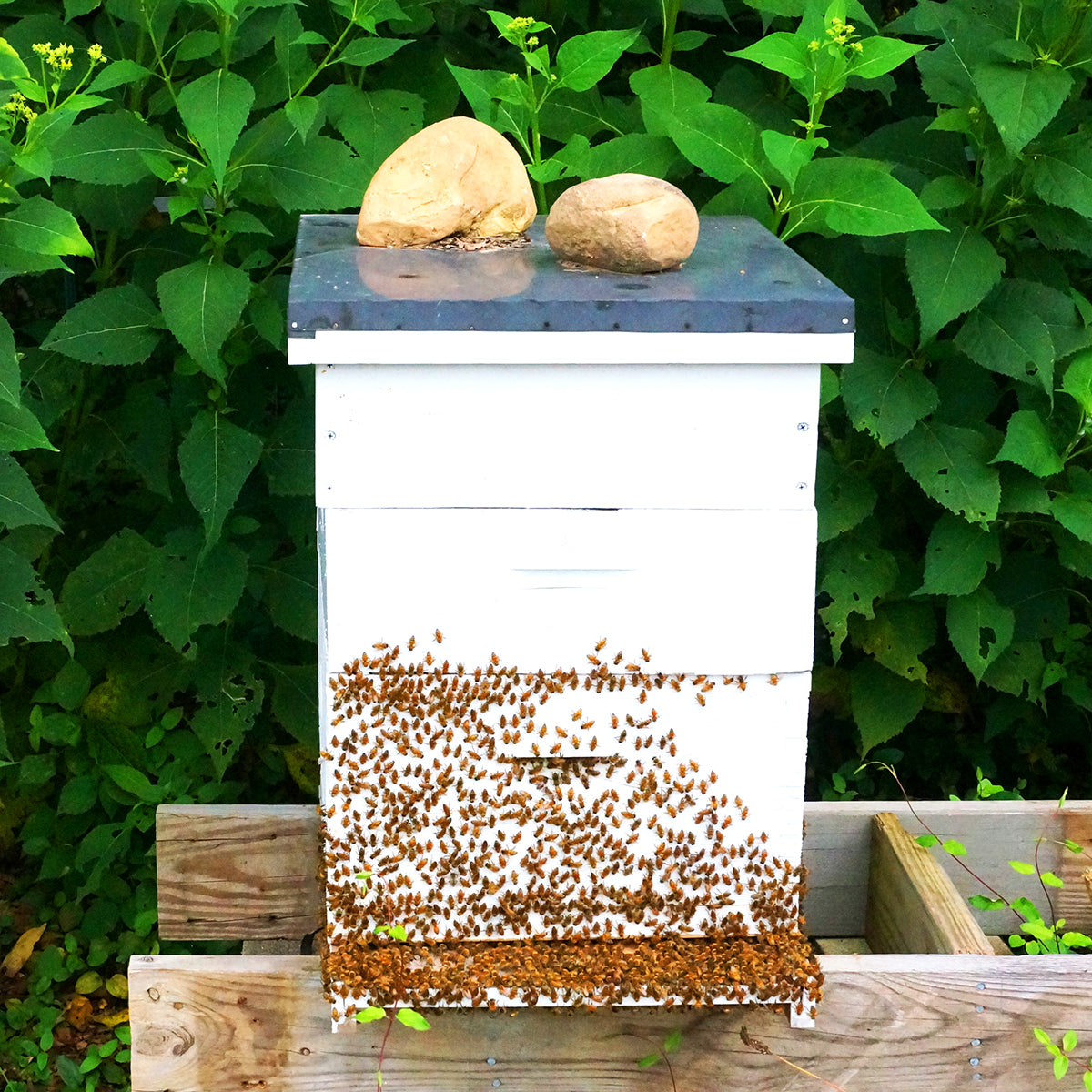 Calendula & Honey Soap