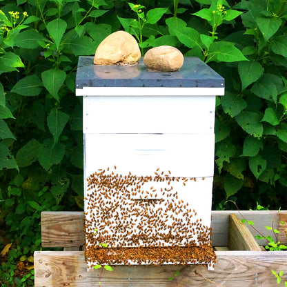 Calendula & Honey Soap