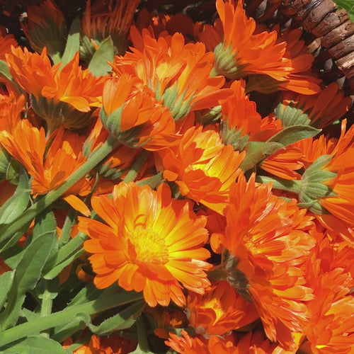 Load image 1 in gallery view. Calendula & Honey Soap