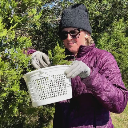 Forest Glow Face Oil