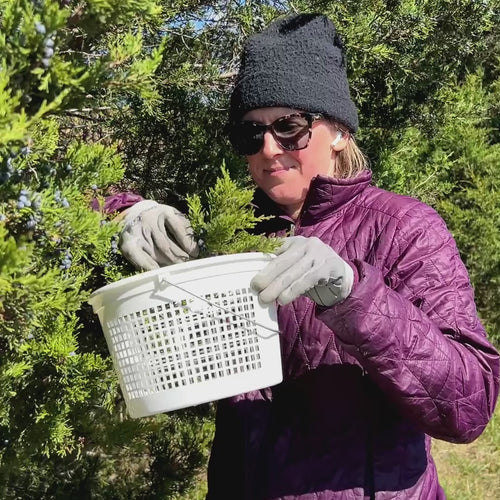 Load image 1 in gallery view. Forest Glow Face Oil